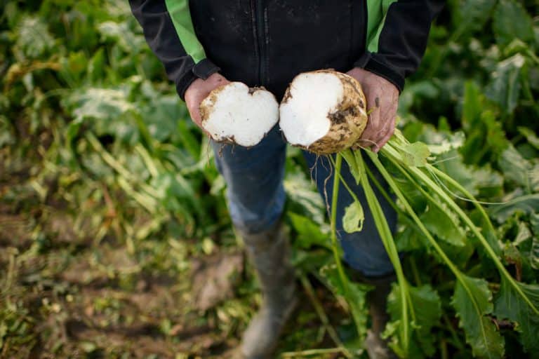 Afbeelding De plant is onze held