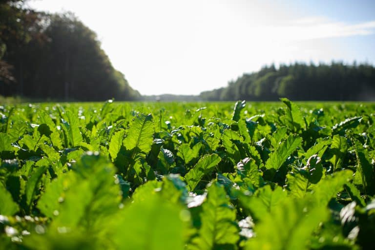 Cosun benoemt Geert-Jan Beijering als Directeur Cosun Biobased