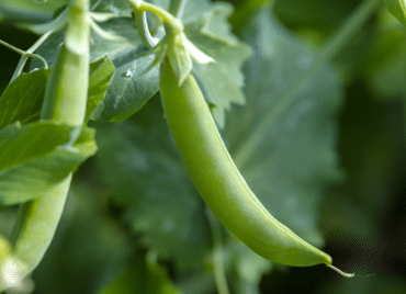 Een rendabel businessmodel voor plantaardige eiwitten