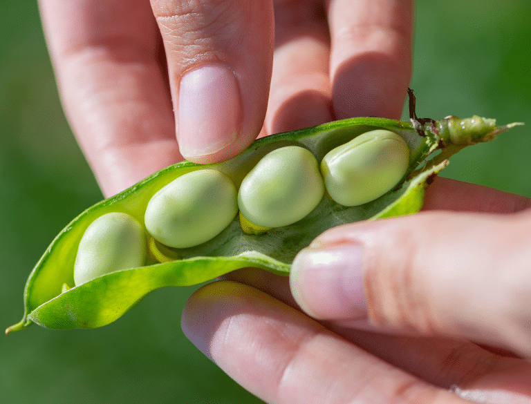 Litouwen zegt Royal Cosun subsidie toe voor bouw van eiwitfabriek